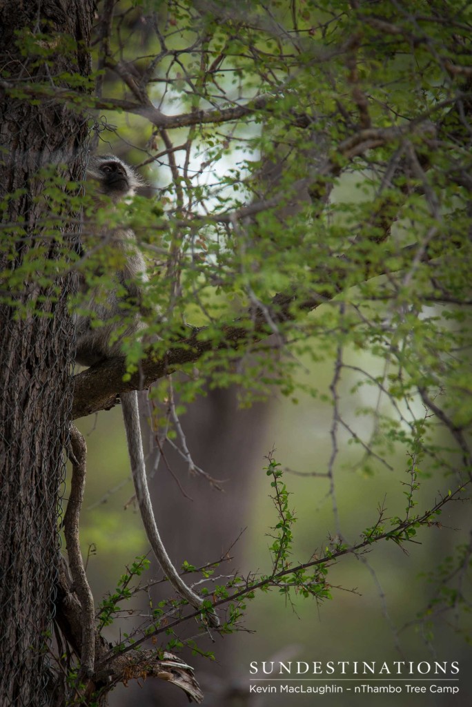 Hiding in the fresh, new greenery filling the bare spaces between the Klaserie trees, which are recovering slowly from drought