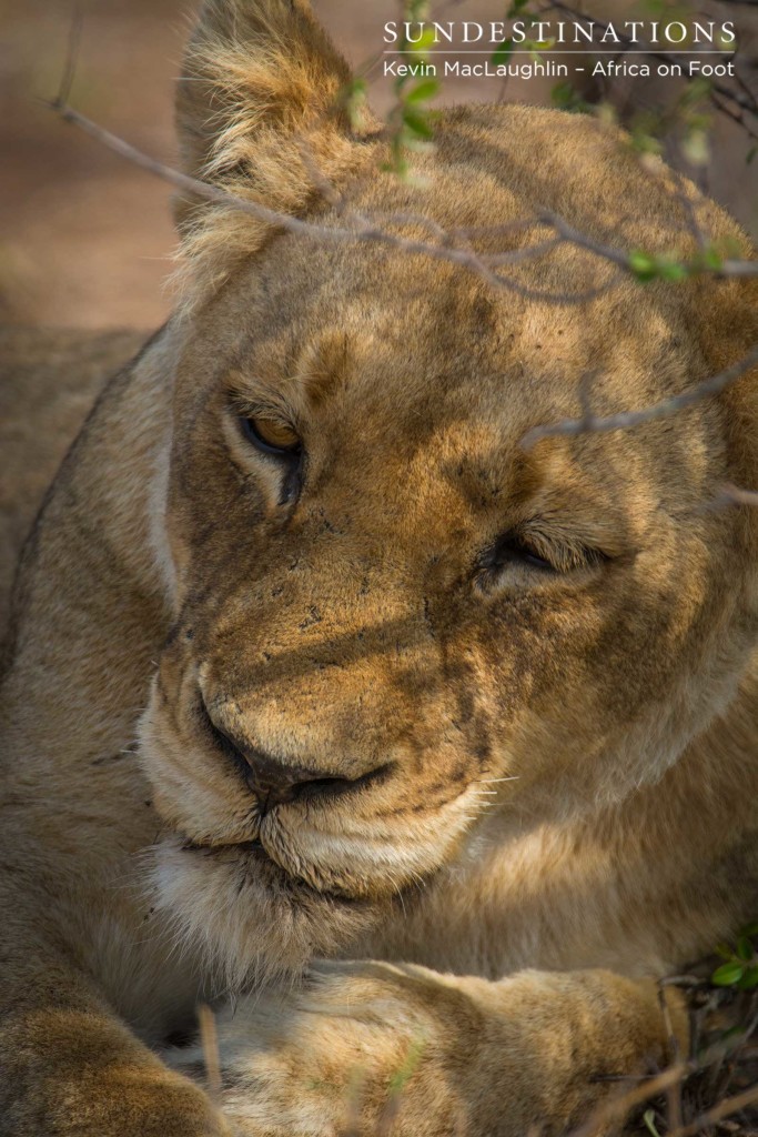 Ross Breakaway lioness resting in the heat of the afternoon