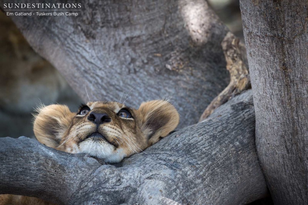 Gazing at the heavens, one of Africa's littlest kings