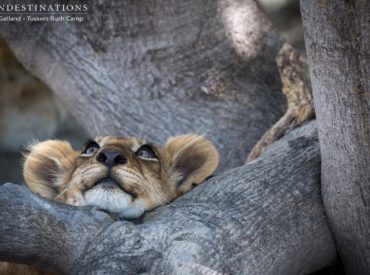 First of all, happy Friday one and all! It’s already a good day, and can only be made better by this long list of some of the best wildlife photography to come out of our Kruger and Botswana safari lodges this week. It’s been a cracker all round, with predator sightings from top to bottom, […]