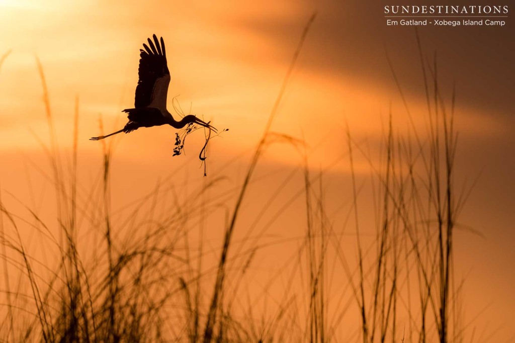 A stork making delivery in the Okavango Delta