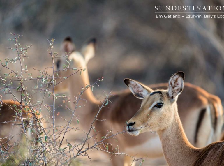 Celebrating the Graceful Antelope of Ezulwini Game Lodges