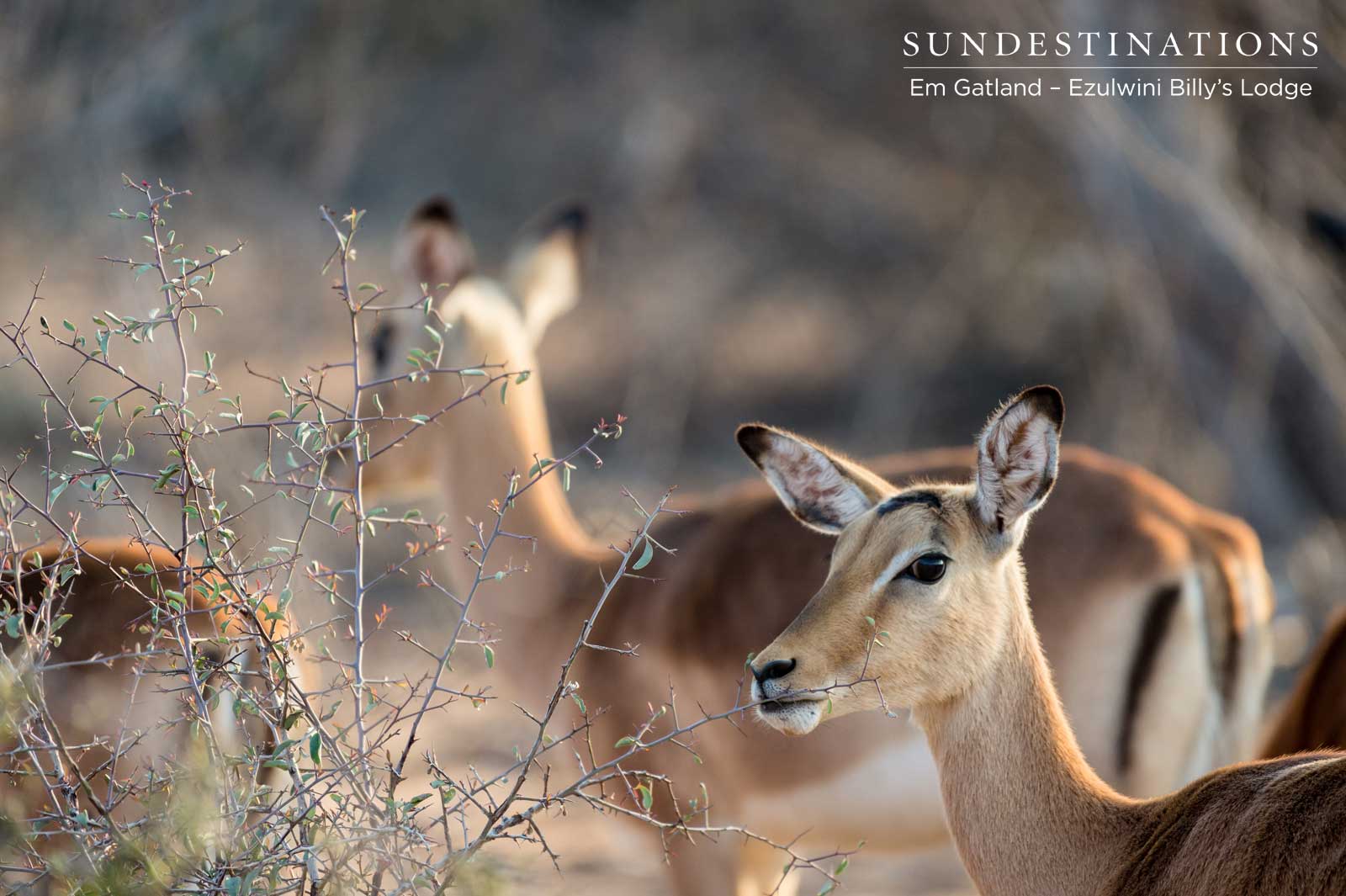 Ezulwini Impala Herd