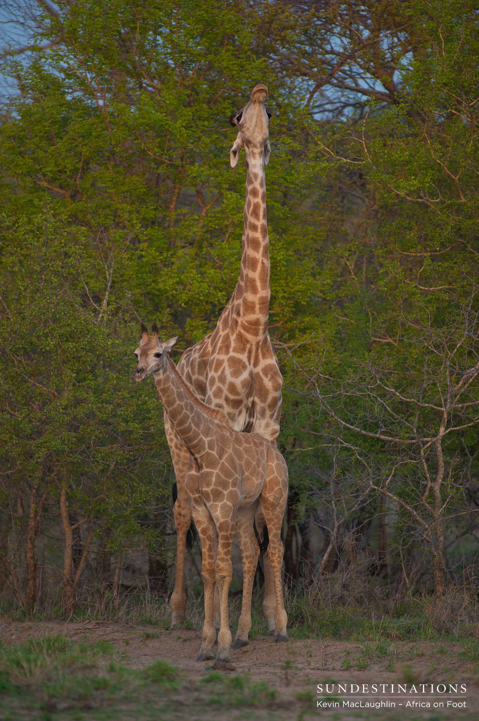 Giraffe Africa on Foot