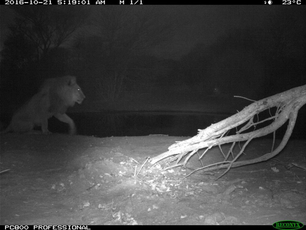 Lions spotted in the early morning at Tuskers Bush Camp