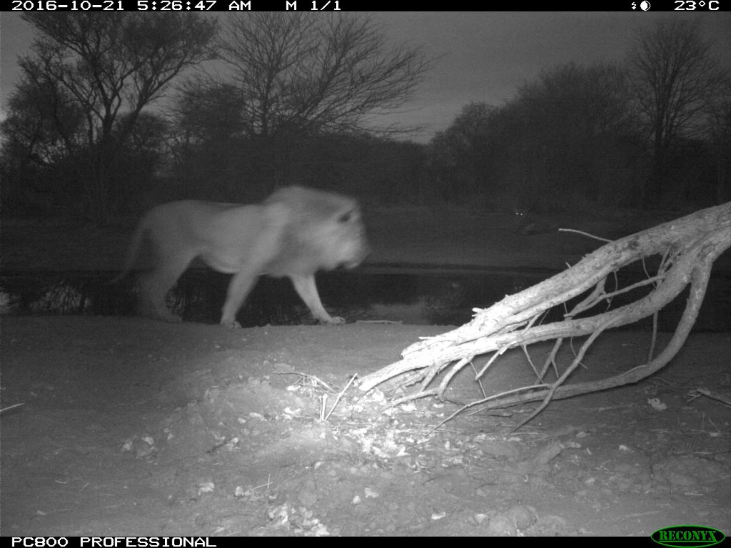 Lions spotted in the early morning at Tuskers Bush Camp