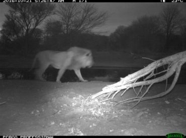 Almost every night, Tuskers Bush Camp resident photographer, Daniel Dugmore, has heard lions calling around camp. The deep, resonating sound has penetrated the still, dark atmosphere, and with there being no fences around the camp, the powerful roar can be heard loud and clear. Guests enjoying the evening skies from around the campfire are treated to […]