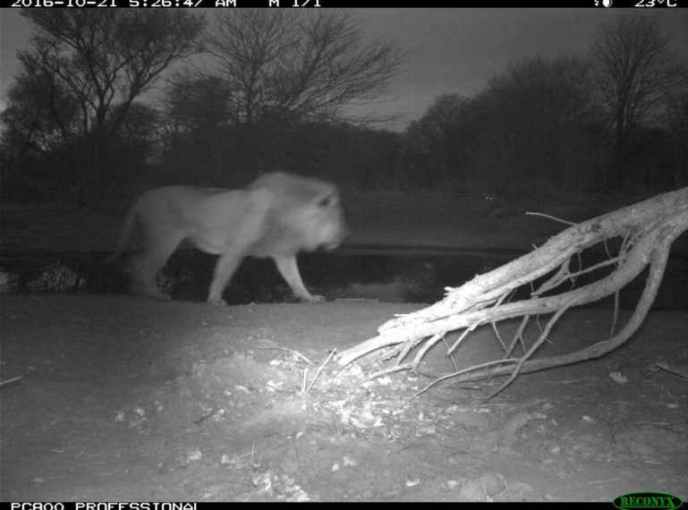 Tales from Tuskers Camera Trap: Lions at Tent 6 Pan!