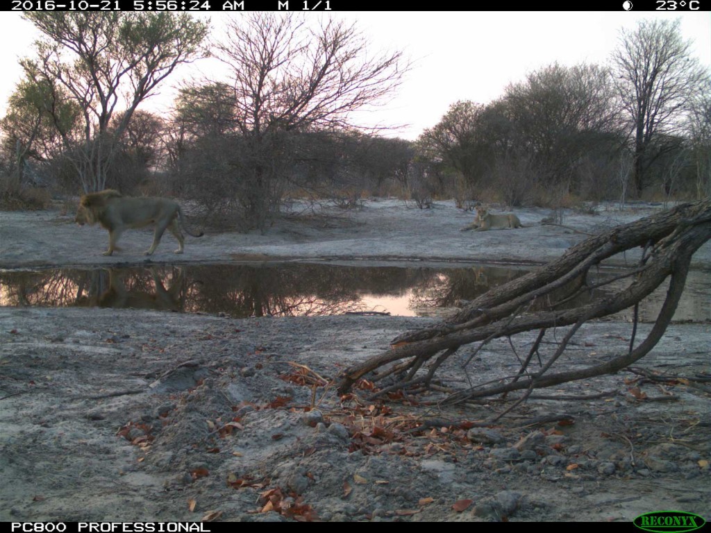 Lions spotted in the early morning at Tuskers Bush Camp