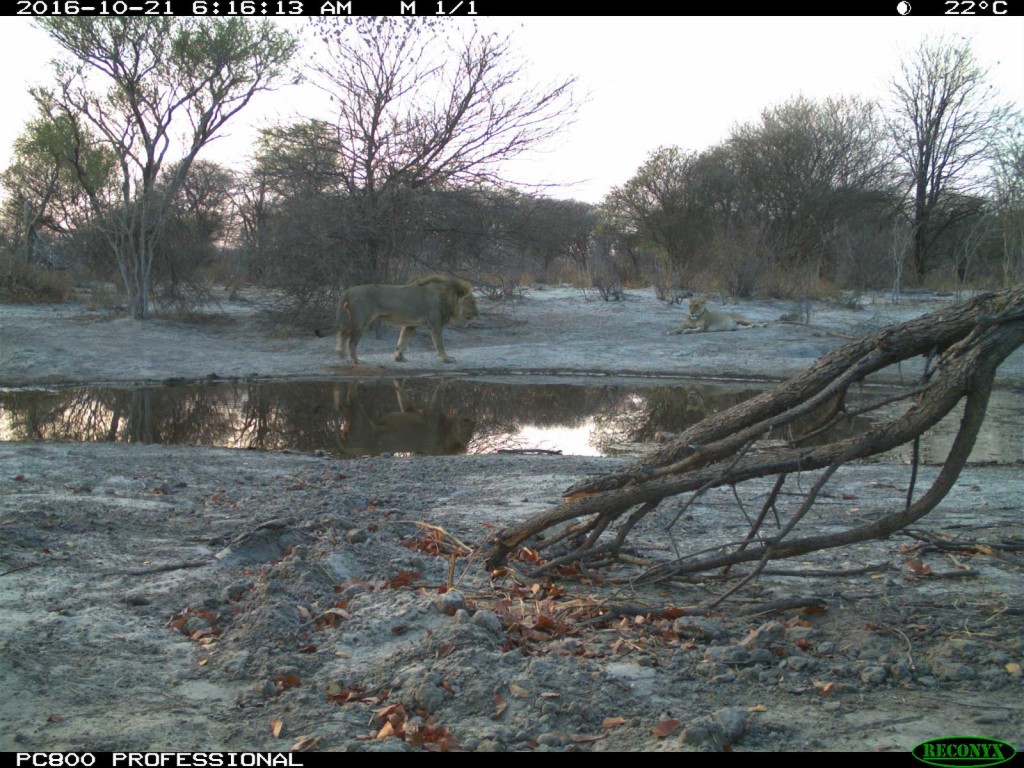 Lions spotted in the early morning at Tuskers Bush Camp