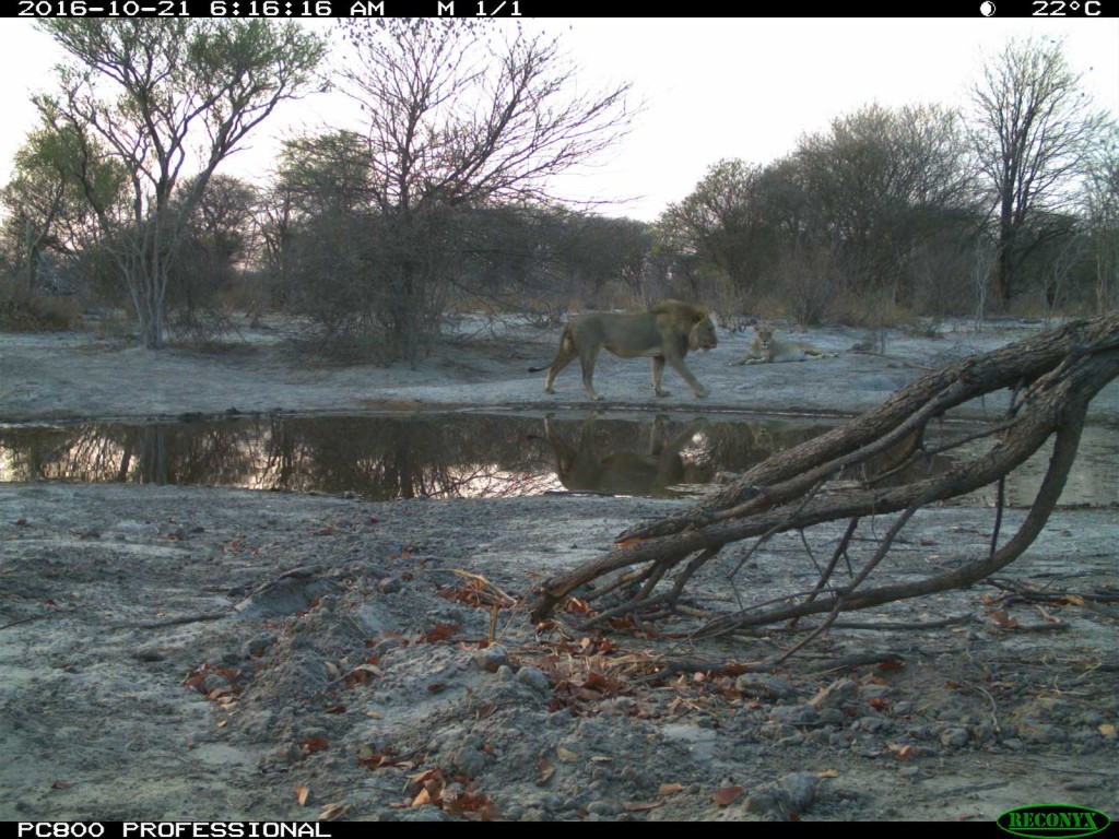 Lions spotted in the early morning at Tuskers Bush Camp