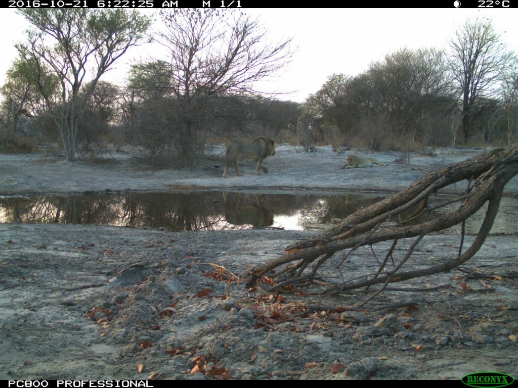 Lions spotted in the early morning at Tuskers Bush Camp