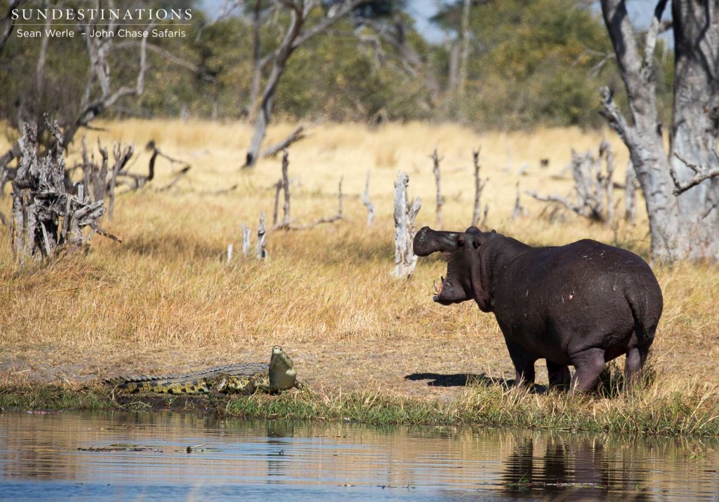 Agreeing to disagree: a hippo and a Nile crocodile