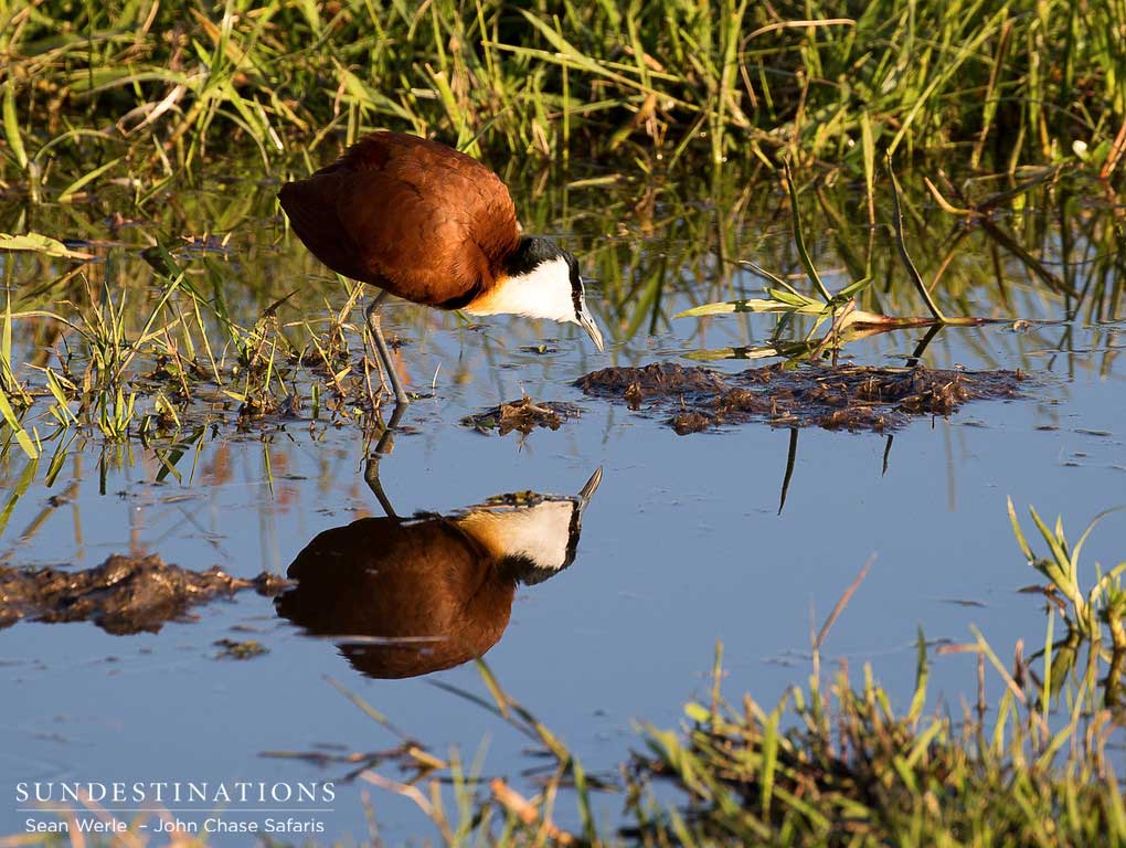 An African jacana bows to greet its reflection