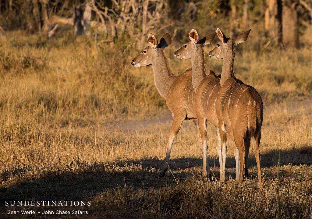 Kudu cow domino effect