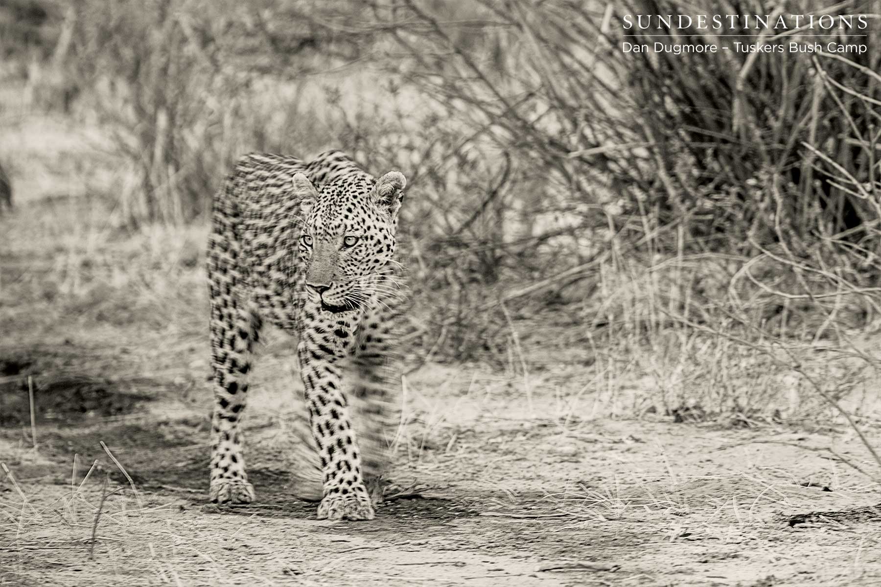 Leopard Male - Tuskers
