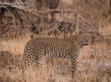 Daniel Dugmore, one of our avid wildlife photographers, is based at Tuskers Bush Camp. His unwavering passion for the bushveld and intimate knowledge of the Kalahari Moremi corridor area of Botswana, makes him the ideal candidate for documenting the wildlife mysteries of this 365 000 hectare concession! Over the past few months, prior to Dan’s arrival, conservationists strategically […]