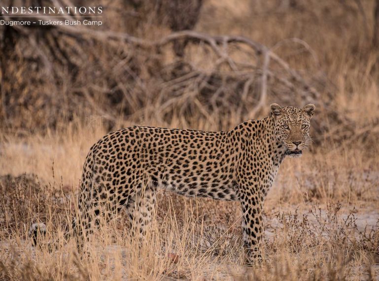 Tales from Tuskers Camera Trap : Leopard Explores the Pan