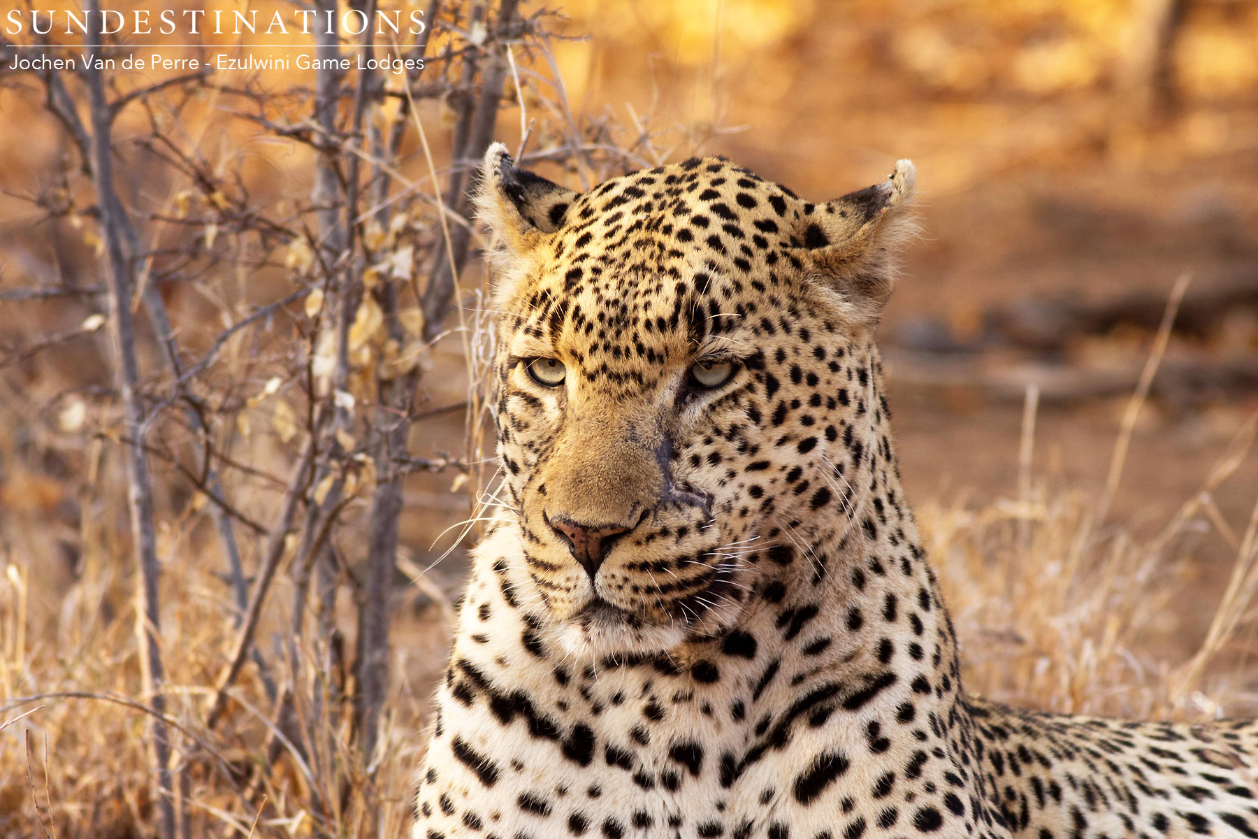 Chavaluthu Leopard