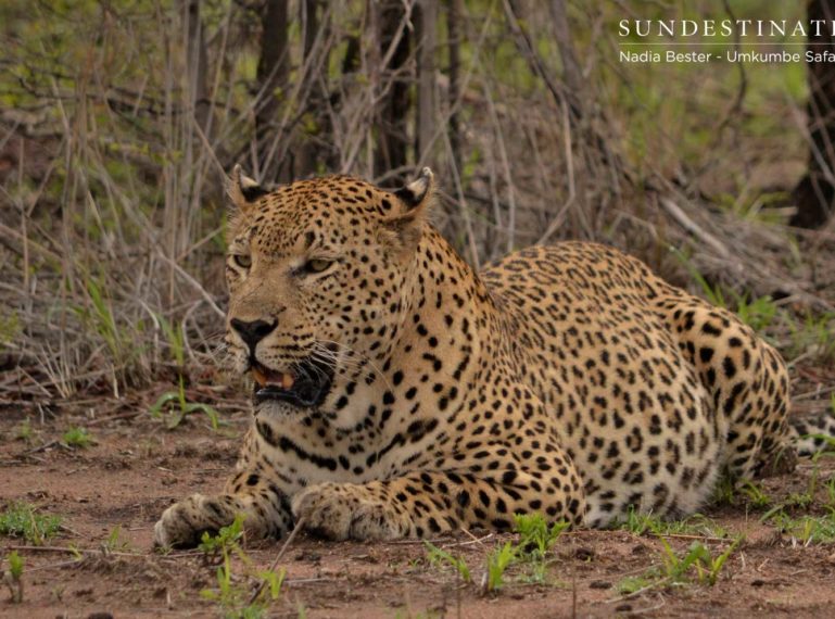 Umkumbe Leopard Action: Mad Max Makes a Kill