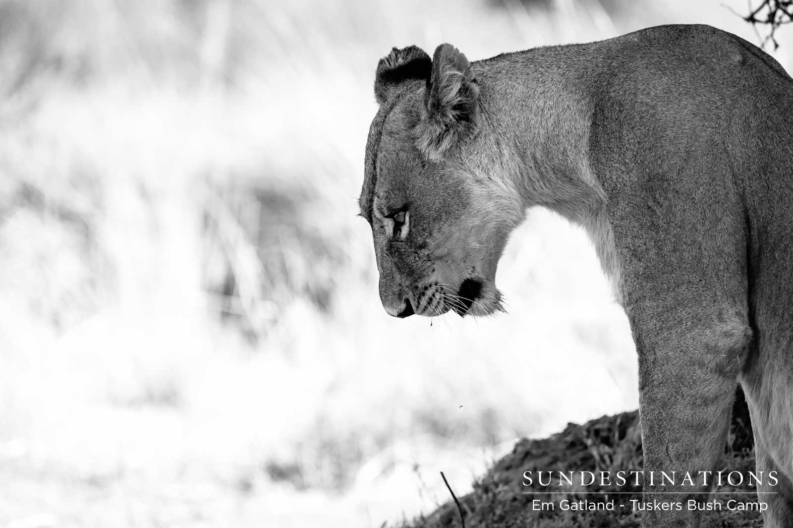 Lion Prides Botswana