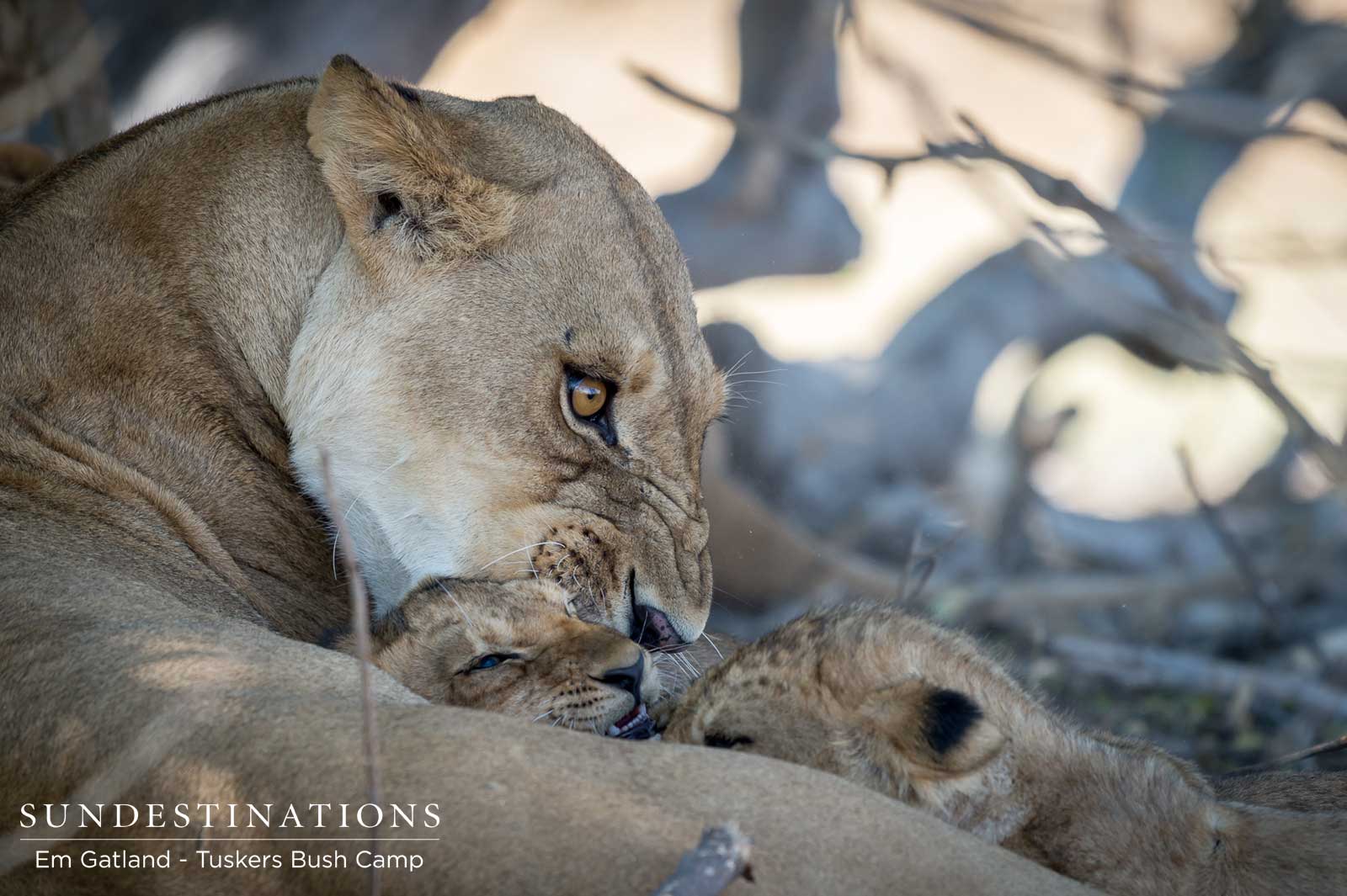 Lion Cubs Feeding off Mother
