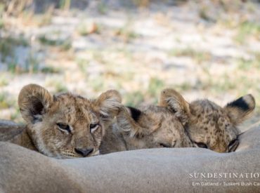 Photographer Em Gatland spotted lion cubs in the Moremi Game Reserve while enjoying the land based transfer from Tuskers Bush Camp through to Xobega Island Camp in the Okavango Delta. More than just a standard road transfer, this route explores the mopane woodlands, acacia forests, floodplains and lagoons of the Moremi. This is basically an extended game drive […]