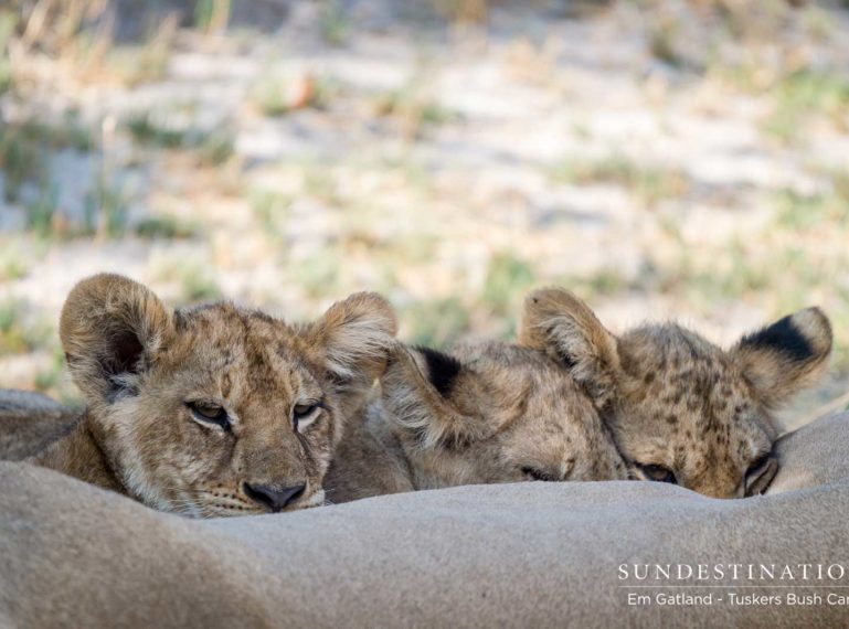Photographing Lion Cubs in Moremi Game Reserve