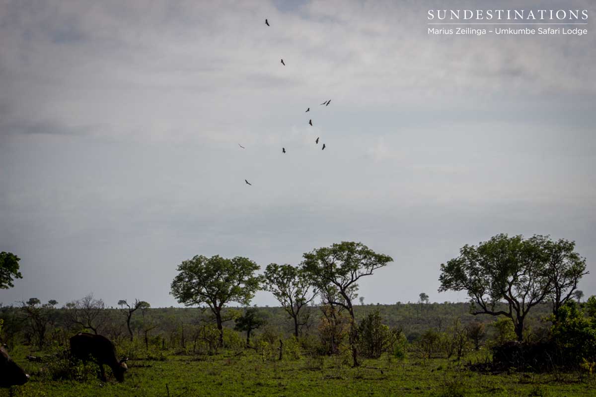 Buffalo at Umkumbe Safari Lodge