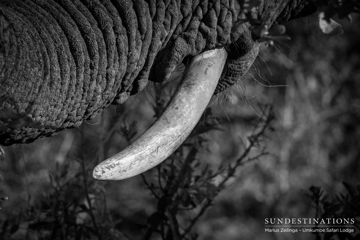 Umkumbe Elephants