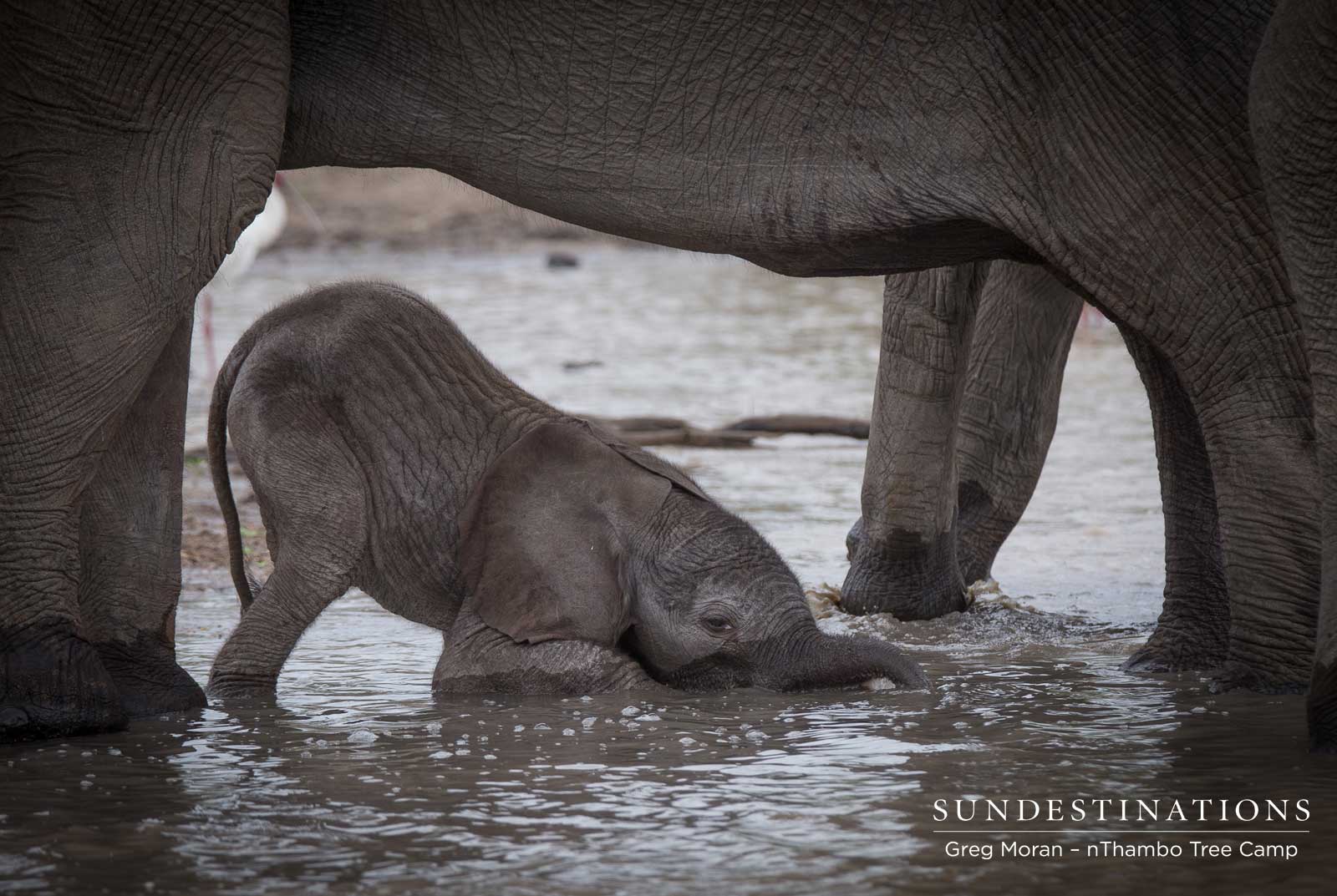nThambo Elephant Calf