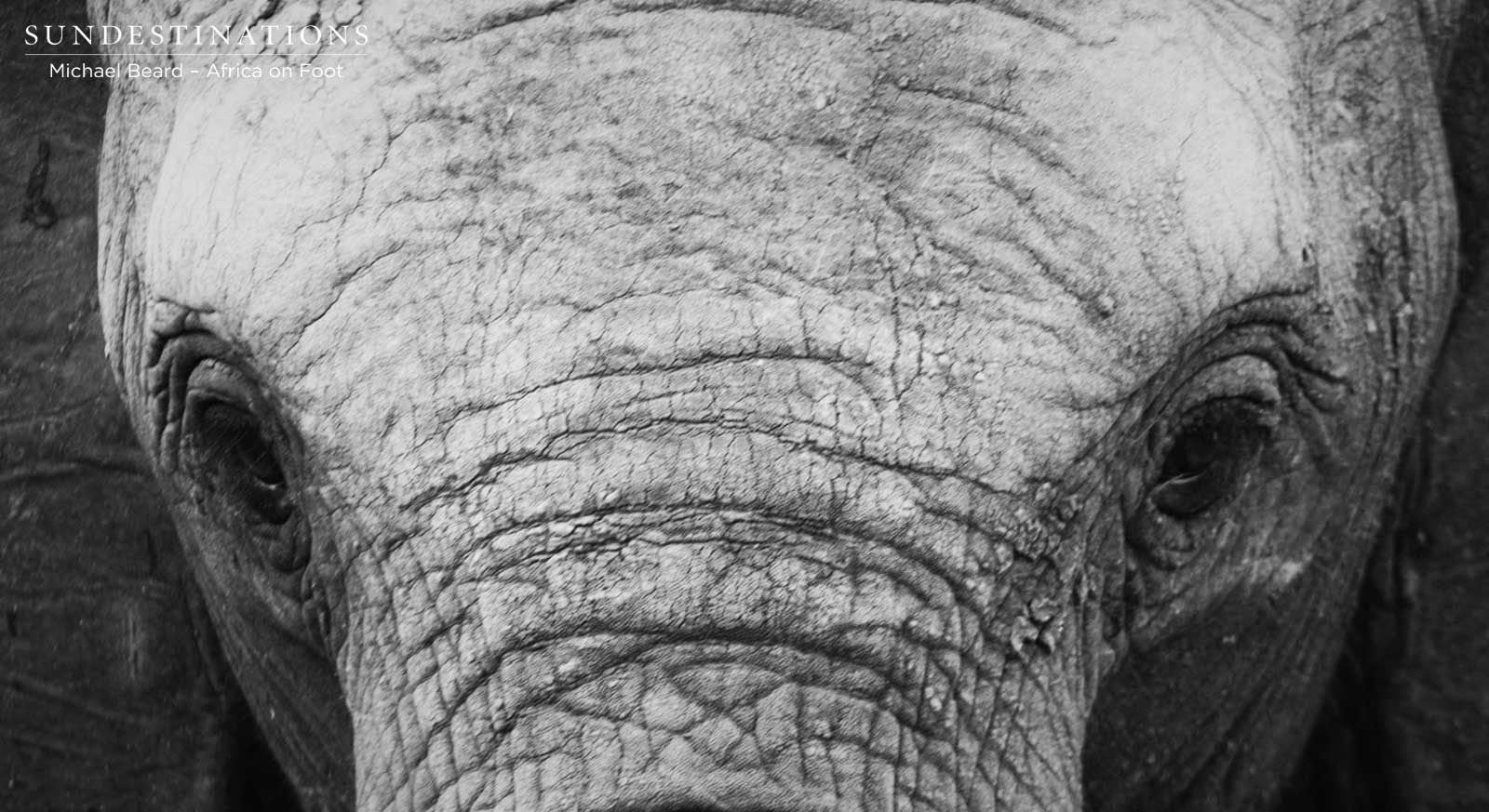 Africa on Foot Elephants