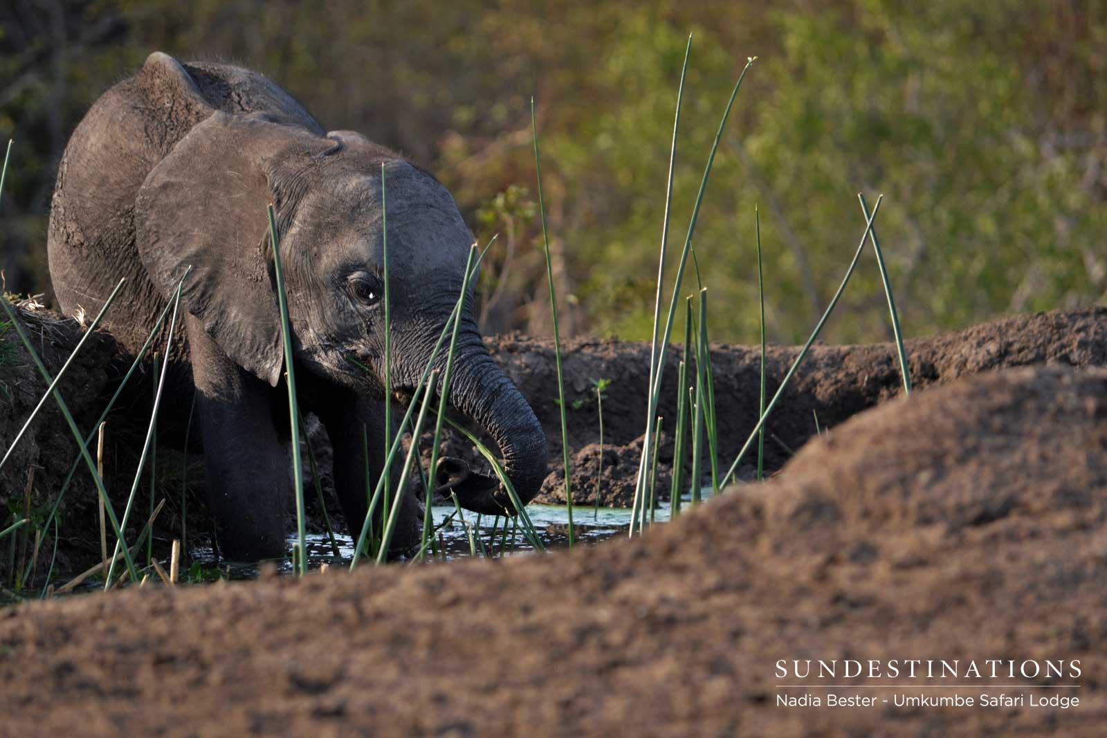 Elephant Calf Umkumbe Safari Lodge