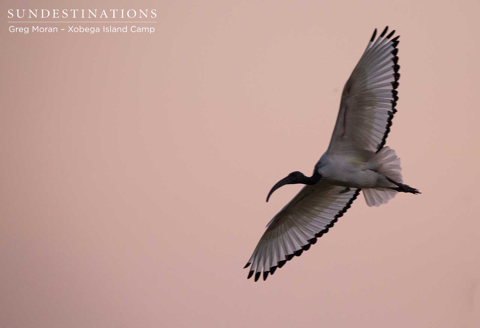 Xobega - African Sacred Ibis