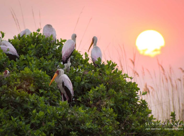 Week in Pictures : Wildlife Photos Set to Trump the Photography Poll