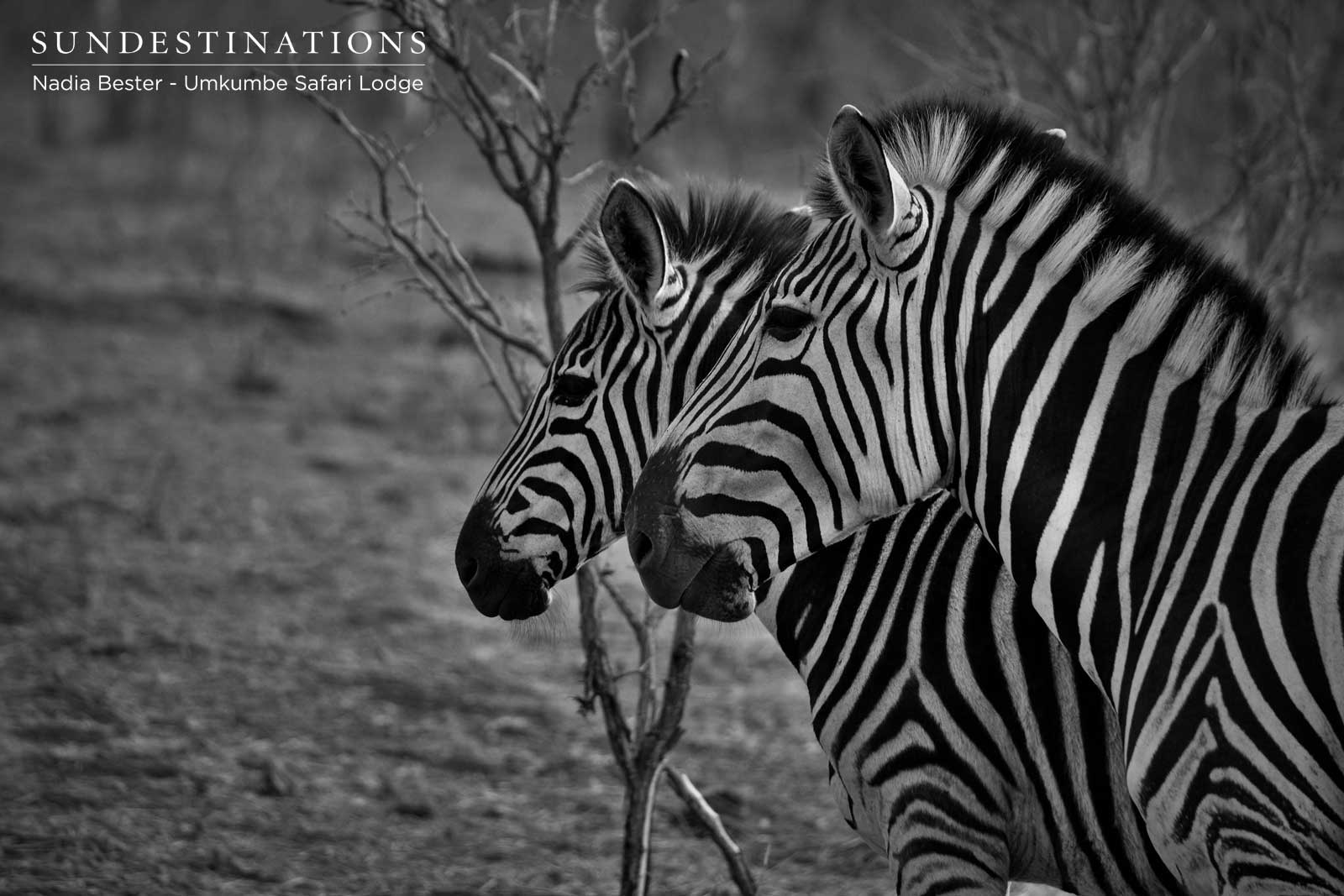 Zebra Umkumbe Safari Lodge