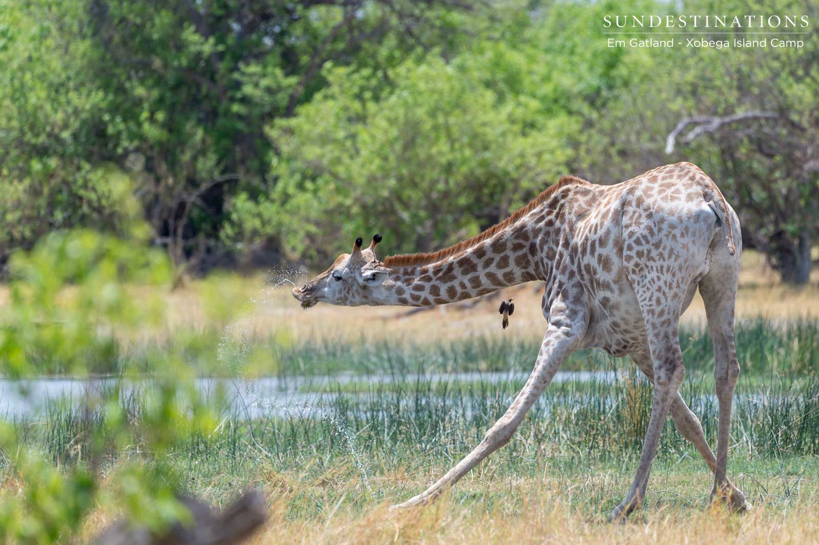 Giraffe in Okavango Delta