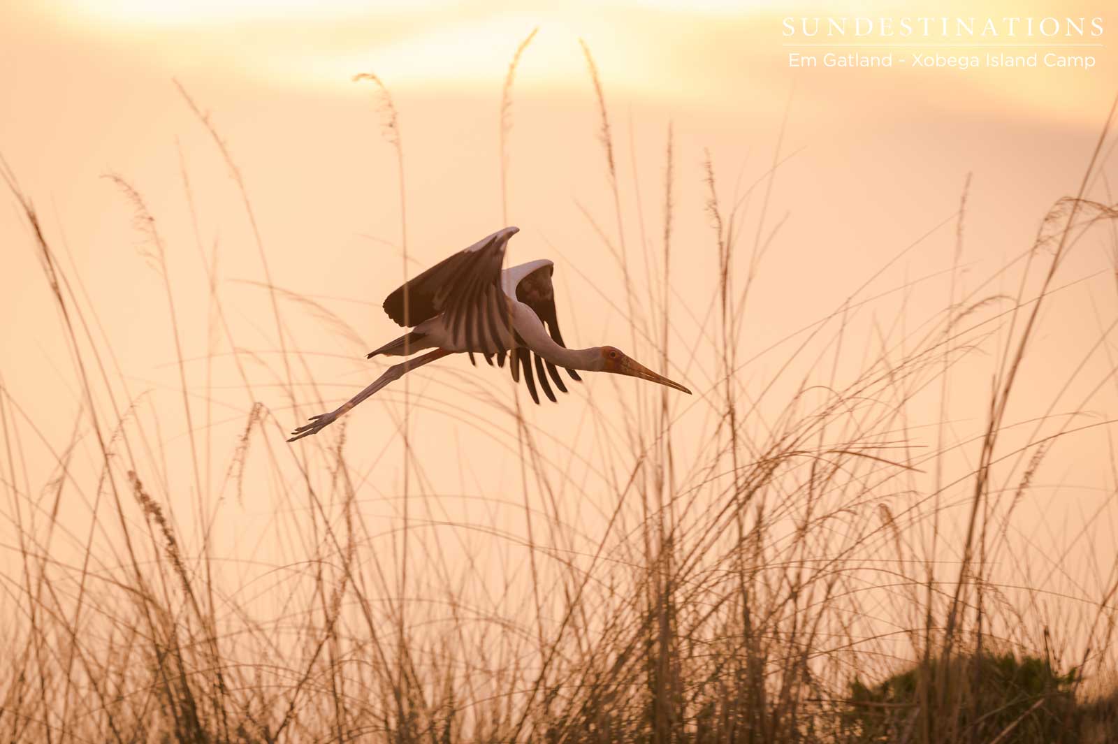 Yellow-billed Stork Flying 