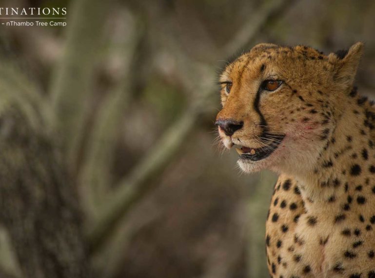 Honour Among Thieves: Leopard Steals Cheetah’s Kill