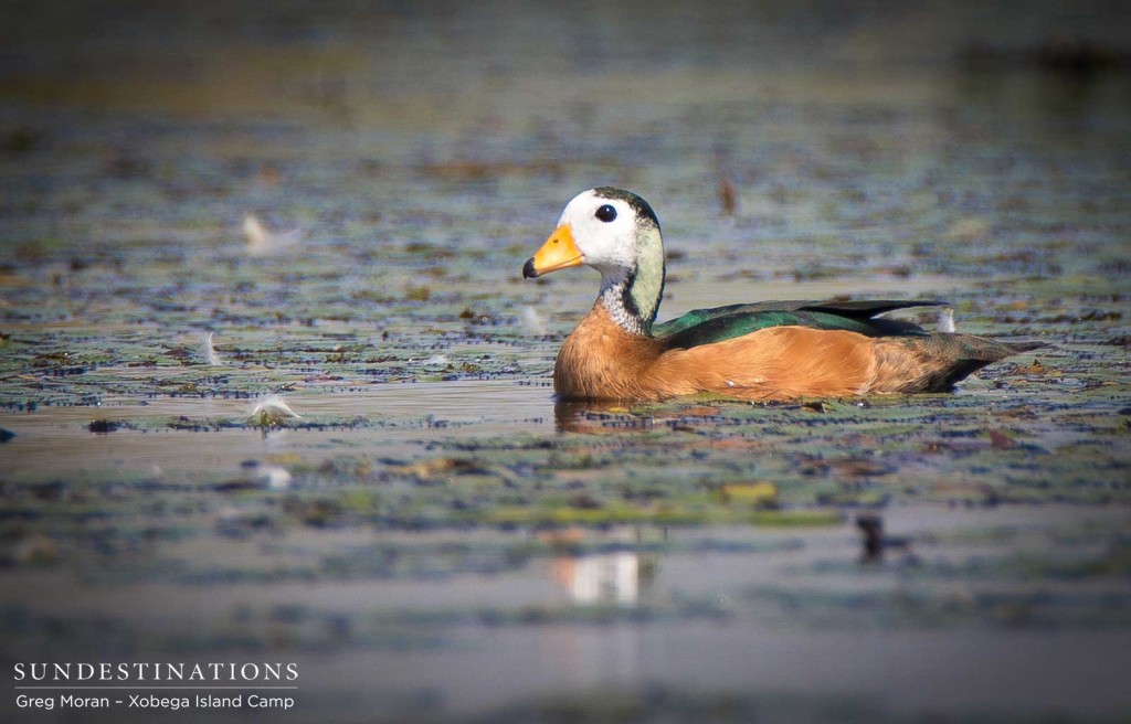 Pygmy geese are usually photographed in flight as they take off in a flash, so this is a rare and beautiful capture