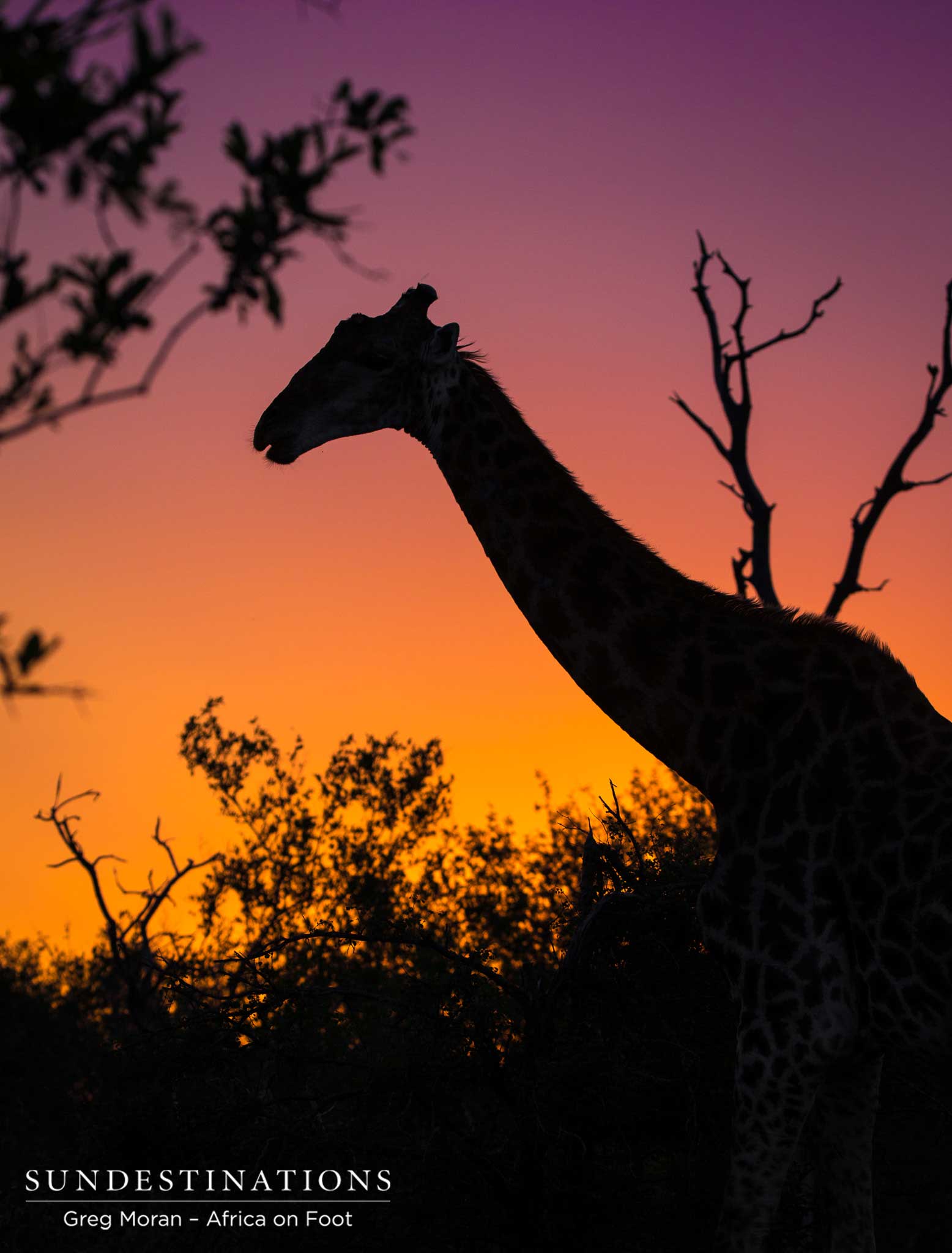 The world's tallest mammal gets the best view of the jewel-toned sunset