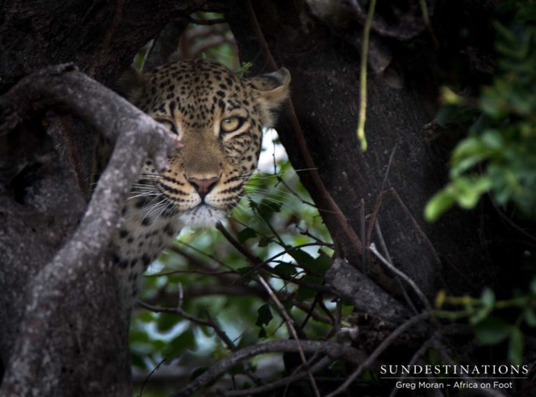 Tree-climbing Leopardess, Ross Dam