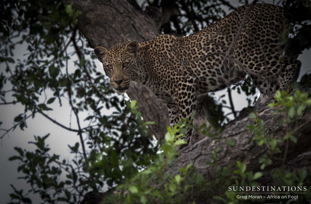 Bundu, Ross Dam's male cub