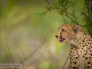 With the twelfth month of the year officially underway, we can look back on the past year’s transition from drought and devastation to a blossoming Garden of Eden. The bush is always invigorated and full of life, even when the landscape looks parched, but there is something about the buzz of summer, and the weight […]