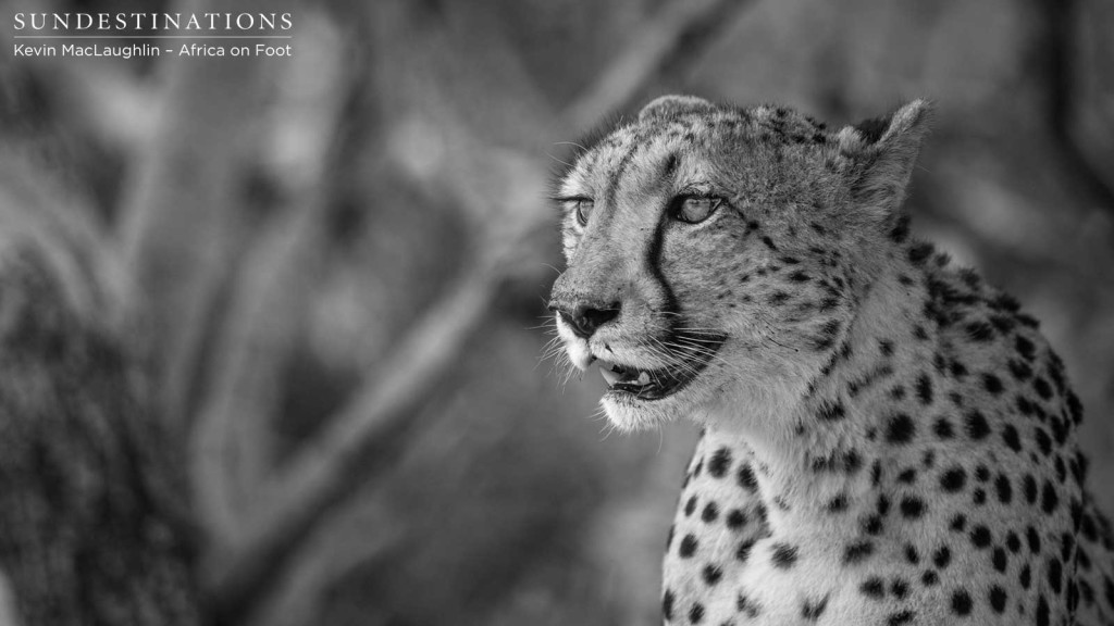 A female cheetah warily surveys her surroundings as she begins to eat her prey