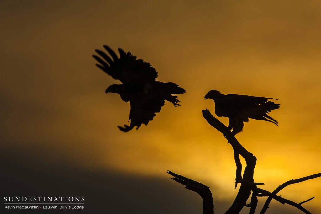 A break in the ominous cloud reveals a momentary flash of sunlight, as two tawny eagles take off from their perch