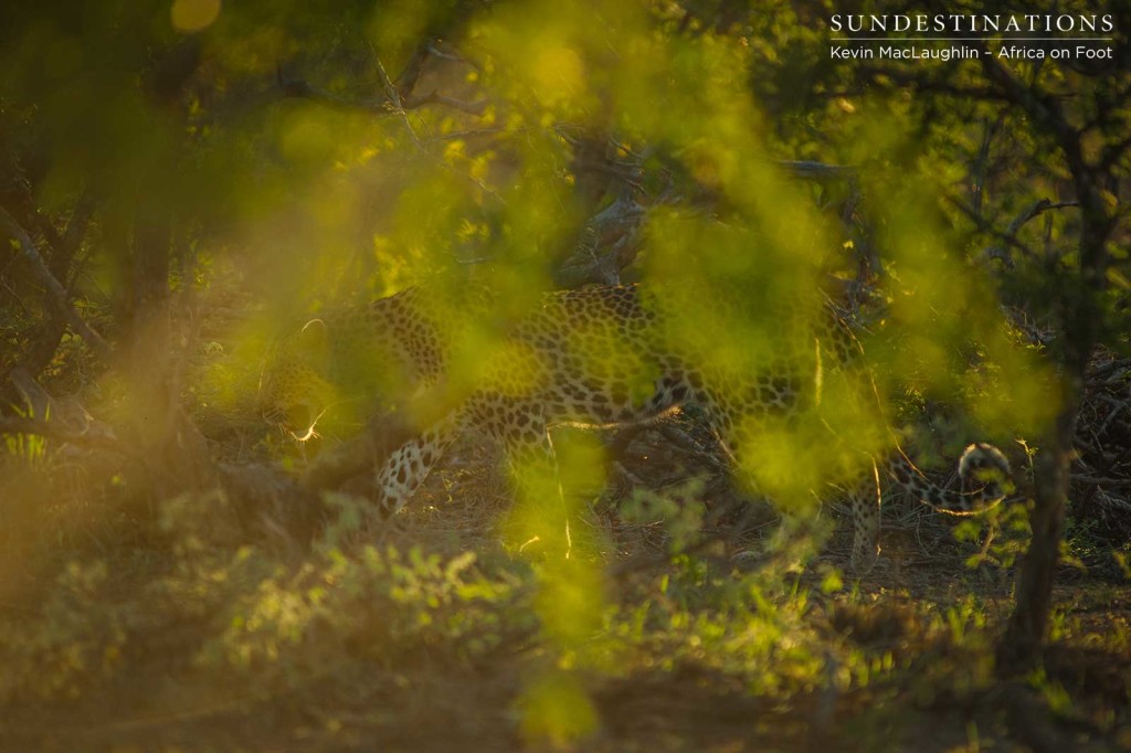 Glimpsing Africa's most elegant cat as she stalks through the sun-drenched veld