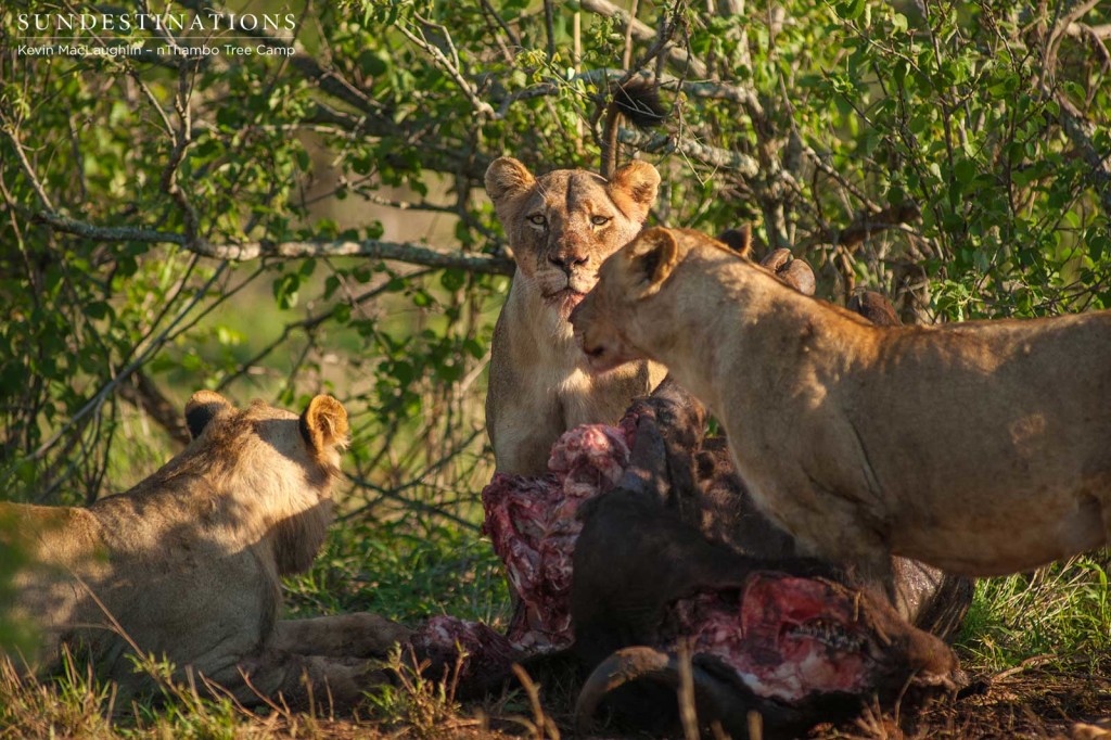 Hercules Pride on a buffalo kill