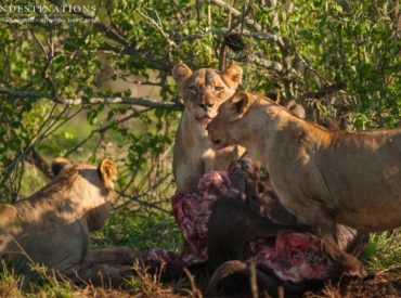 The indomitable Hercules Pride was spotted looking as fierce as ever as they chowed down on a buffalo carcass recently. This elusive pride is always a treat to see, and due to their scarcity, we only catch up with them every so often when they venture out of their mostly untraversed territory. The 4 subadults […]