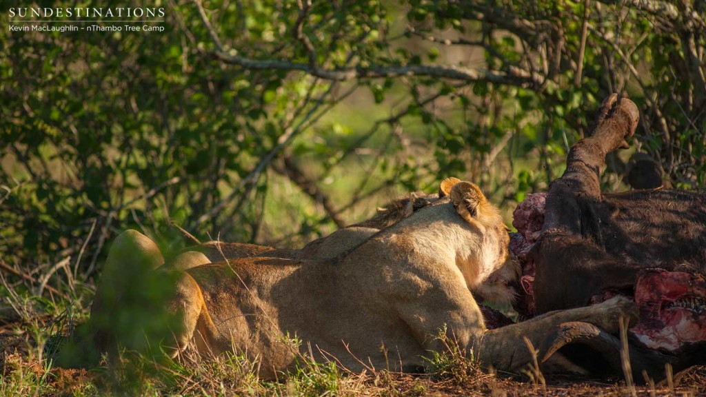 Hercules Pride on a buffalo kill